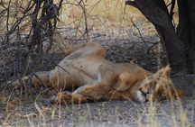 Moremi Game Reserve Day Trip