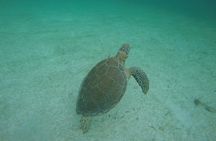 Private Tour: Akumal Marine Turtle Snorkeling from Cozumel
