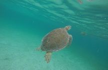 Private Tour: Akumal Marine Turtle Snorkeling and Cenote Adventure