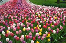  Keukenhof Tulips and Zaanse Schans Windmills Private Day Tour