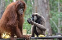 Orangutan Tanjung Puting Honeymoon CoupleTour