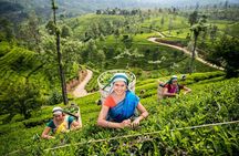 Nuwara Eliya Tour