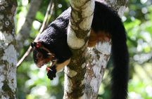 Sinharaja Trekking Day Trip - Private & All Inclusive