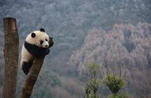 Wolong Panda Base Private Day Tour Optional Volunteering