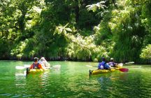Half-Day Guided Sea Kayak Trip from Picton