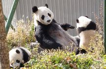 Wolong Panda Base Private Day Tour Optional Volunteering