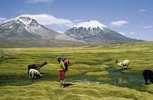 Arica: Full day to Lauca National Park and Chungara Lake, meals included