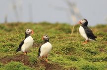 Premium Small-Group Puffin & Bird Watching tour from Reykjavík