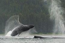 Juneau Shore Excursion: Paddle with Whales Kayak Adventure
