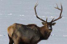 Jackson Hole & Grand Teton Park - Full-Day Wildlife Tour