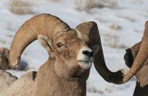 Jackson Hole & Grand Teton Park - Full-Day Wildlife Tour