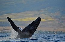 From Ma'alaea Harbor: Whale Watch Cruise Aboard the Malolo