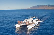 From Ma'alaea Harbor: Whale Watch Cruise Aboard the Malolo