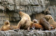 3-Hour Tasman Peninsula Wilderness Cruise from Port Arthur