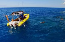Lanai Deluxe Dolphin Adventure & 3 Snorkel Sites