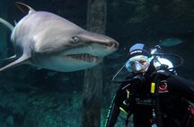 Shark Dive Xtreme at SEA LIFE Sydney Aquarium