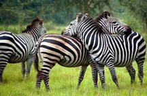 2 Days Popular Safari to Lake Mburo National Park