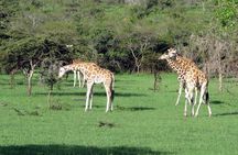 2 Days Popular Safari to Lake Mburo National Park