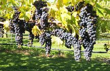 Solo Traveller Full Day Wine Gourmet and Scenic Delights Tour from Blenheim