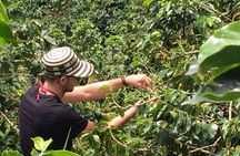 Private Coffee Farm Tour in Medellin: Real Authentic Experience 