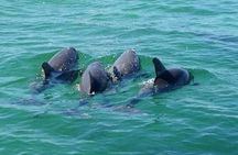 Shell Island & Dolphin Watch Sailing Cruise 