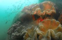 Scuba Diving For Beginners