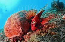 Scuba Diving For Beginners