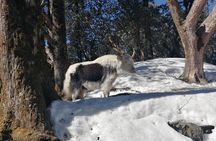 Ghorepani Poonhill Trek