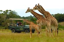 2hr Guided Game Drive at 10h00; Kragga Kamma Game Park Ticket