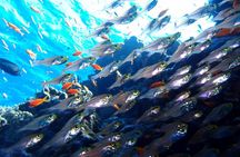 PADI Open Water Diver Course