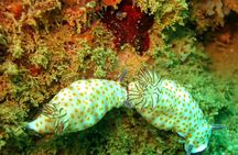 PADI Open Water Diver Course