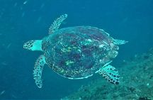 Fun Dives For Certified Divers