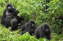 Gorilla tracking | Uganda | 3 days