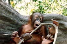 Bornean Sun Bear Conservation Centre & Sepilok Orang Utan Rehab Centre Tour