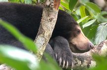 Bornean Sun Bear Conservation Centre & Sepilok Orang Utan Rehab Centre Tour
