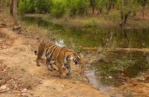 6 Day Private Tour of Taj with Glimpse of Tiger & Culture of Rajasthan