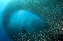Oslob Whale Shark Snorkeling & Pescador & Sardine Run & Turtle