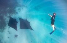 Marine Eco Safari - Swim with Manta Rays