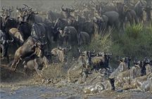 The Utmost Serengeti Wildebeest Migration and Big Five
