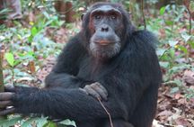 2 Days Chimpazee Safari In kibale Forest Park Uganda.