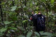 2 Days Chimpazee Safari In kibale Forest Park Uganda.