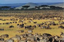 7 days safaris to see great migration