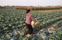 Farm tour & Home cooking class with local family in Hanoi