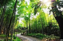 Half-Day Hangzhou Yunxi Bamboo Forest and Tea Plantation Experience