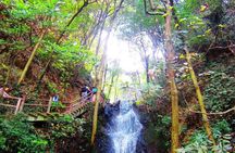 Half-Day Hangzhou Nine Creeks Hiking Tour with Tea Plantation Experience