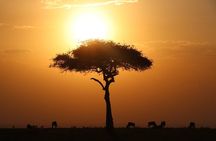 3-day Masai Mara Safari Tour to see the big five and wildebeest migration