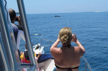 Private Whale Watching Tour – 27ft Proline | Pearl Islands
