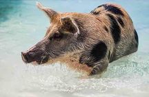 Swim with Pigs on a Tropical Island