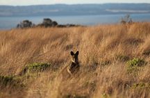 Private Great Ocean Road - The Ultimate Aussie Adventure