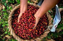Full day, the Aquiares way - Complete Coffee Tour